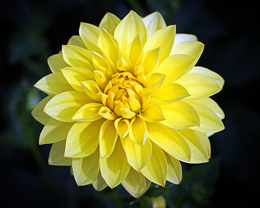 close-up photography of yellow Dahlia flower thumbnail
