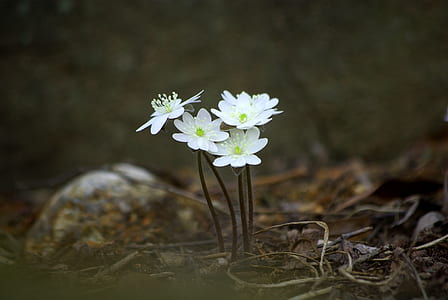 selective focus photography of five white petaled flowers thumbnail