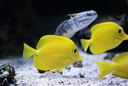 yellow fish thumbnail