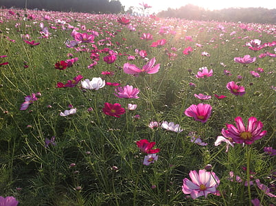 pink-and-white flower field during daytime thumbnail