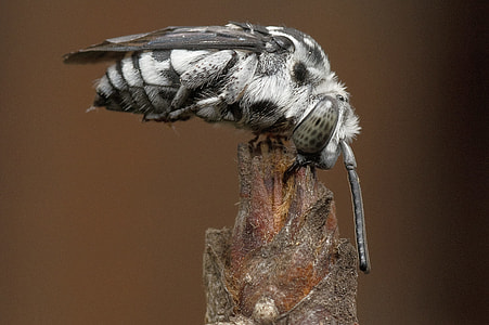 selective focus photography of gray fly perched on brown twig thumbnail