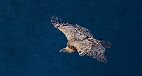 bird flying thumbnail