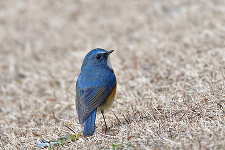 blue bird on dried grass thumbnail