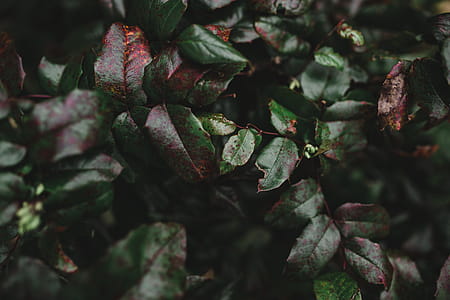 Autumn Details thumbnail