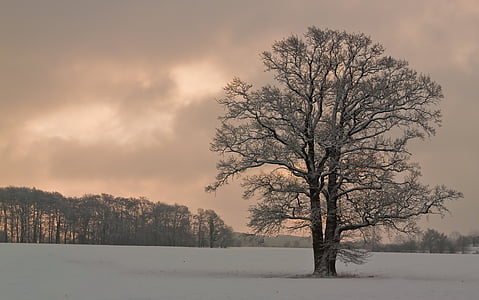 bare tree on ground covered with snow thumbnail