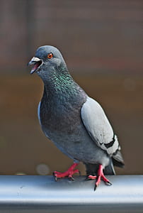 gray and black bird thumbnail
