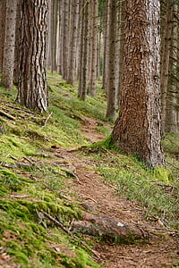 green trees on focus photo thumbnail