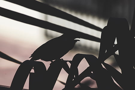 silhouette photography of bird on linear leaf plant thumbnail
