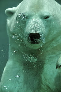 polar bear underwater with bubbles thumbnail
