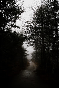 forest covered with fog thumbnail