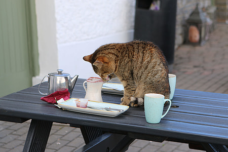 brown tabby kitten looking on white mini pitcher during daytime thumbnail