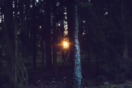 photo of tall trees during golden hour thumbnail