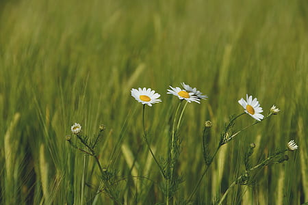 nature, field, flowers, grass thumbnail