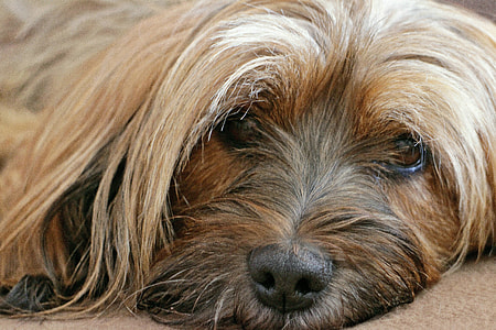 long-coated brown dog thumbnail