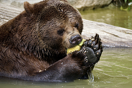 black animal on body of water thumbnail