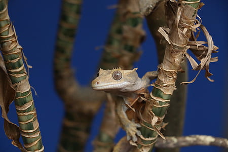 gray reptile on tree stem thumbnail