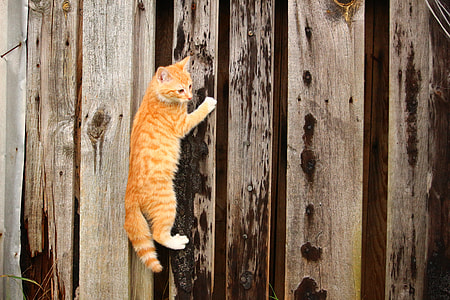 tabby cat on wooden wall thumbnail