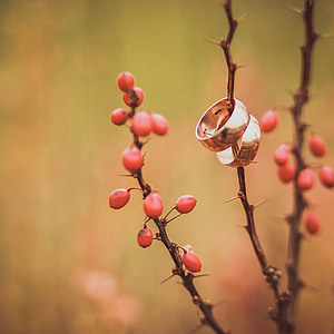 two gold-colored rings on tree branch shallow focus photography thumbnail