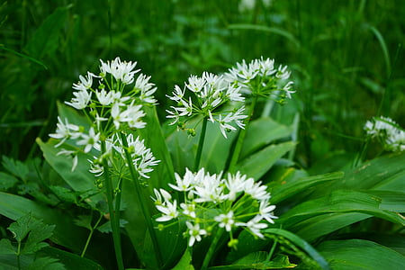 white petaled flowers thumbnail
