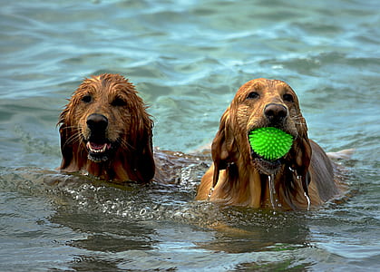 two adult medium-coated tan dogs swimming on body of water during daytime thumbnail