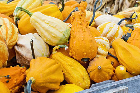 orange and beige pumpkin lot thumbnail