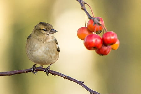 brown bird with red fruits thumbnail