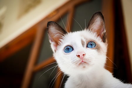 blue-eyed white cat thumbnail