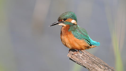 selective focus photography river kingfisher thumbnail