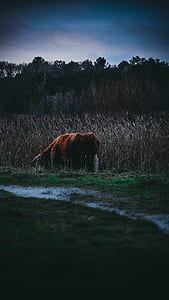 brown cow eating grass thumbnail