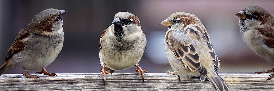 flock of Eurasian tree sparrows thumbnail