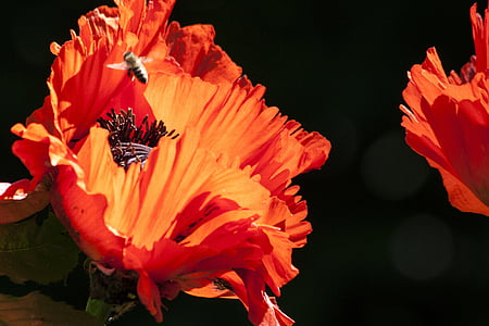 bee flying near orange petaled flower thumbnail
