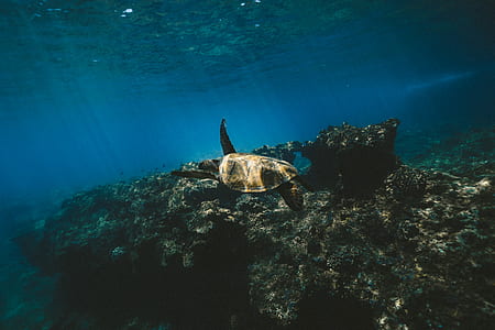 sea turtle swimming in water thumbnail