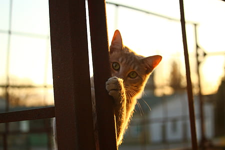 orange cat behind brown rod thumbnail