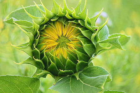 shallow focus photography of green plant thumbnail