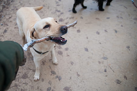 pet, fur, animals, dogs thumbnail