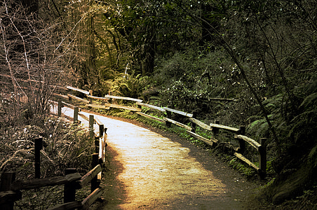 gray concrete pathway between forest thumbnail