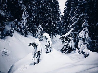 trees coated with snow thumbnail