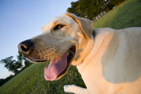 closeup photography of yellow labrador retriever on ground during daytime thumbnail