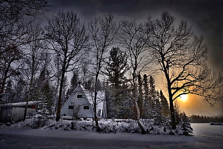 bare trees at sunset thumbnail