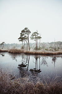 landscape photography trees near body of water thumbnail