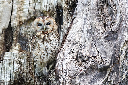 gray owl on tree branch thumbnail