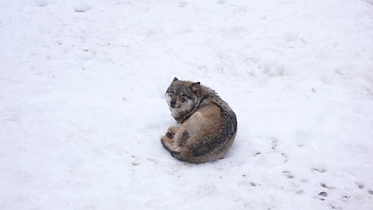 brown wolf laying on snowy ground thumbnail