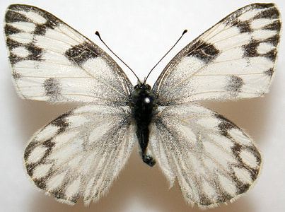 Female Checkered White, Pontia protodic. Butterfly thumbnail