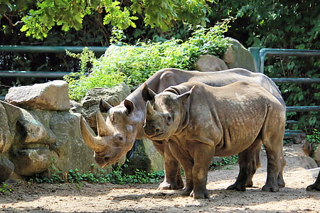 two gray rhinoceros thumbnail