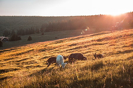 four animals on brown field during golden hour thumbnail