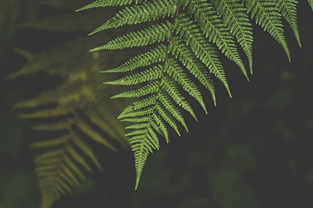 Green Leaves thumbnail