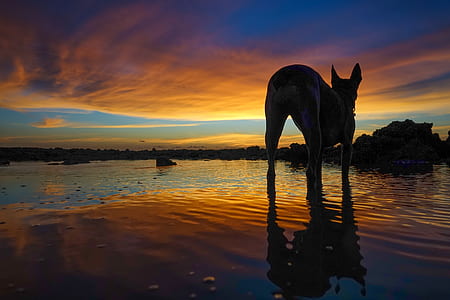 silhouette of dog on shore during sunset thumbnail
