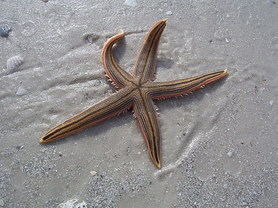 brown starfish on gray sand in close-up photography thumbnail