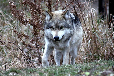 wildlife photography of gray and white wolf thumbnail