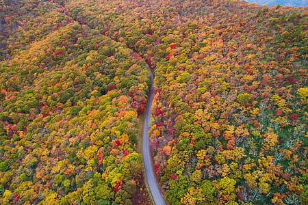 aerial view oh trees thumbnail